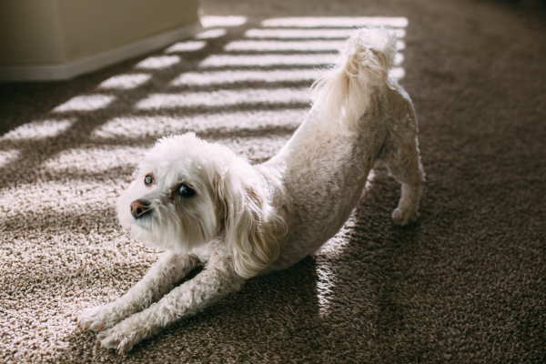 Cane in preghiera: cosa significa e come riconoscere i dolori addominali nel tuo amico a quattro zampe Cane in preghiera: cosa significa e come riconoscere i dolori addominali nel tuo amico a quattro zampe